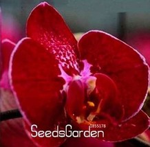 100PCS Phalaenopsis Orchid Seeds Dark Red Flowers with Pink Red Tongue B... - $8.99