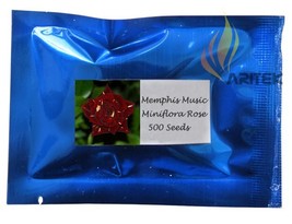 1 Professional 500 / Memphis Music Miniflora Rose, Rose Bush Deep Red Pack, S... - $16.21