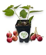 Red Jamaican Cherry - Strawberry Tree - Muntingia calabura - Fast Growin... - $17.79