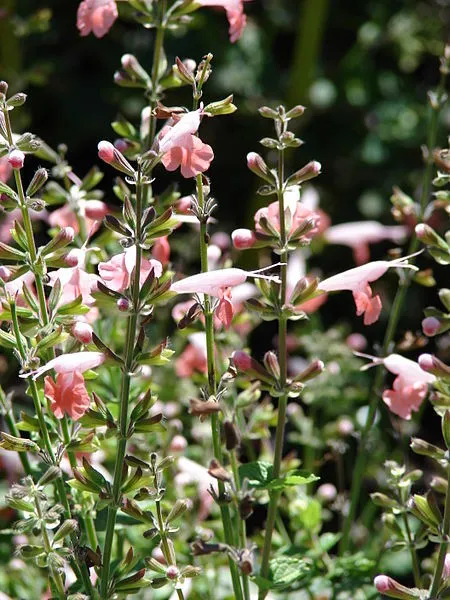 30 Coral Nymph Salvia Coccinea Hummingbird Sage Flower Seeds Garden - $8.50