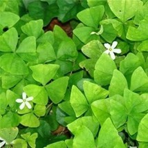 Mixed Oxalis Seeds White Flowers Fresh Garden - $6.90