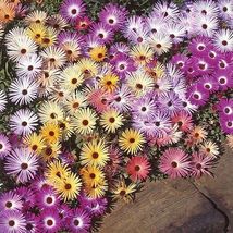100 Seeds Magic Carpet Mix Ice Plant Mesembryanthemum Perennial Flower - £13.17 GBP