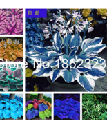 200 pcs Colorful hosta Flores Indoor Flower plantas Coleus Genus Planting Potted - $8.98
