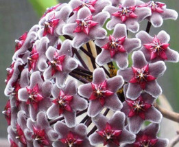 Hoya fusca porcelain flower - £2.47 GBP