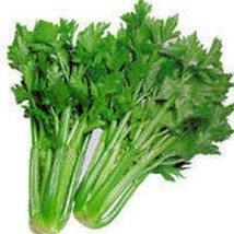 GIB Celery Tall Utah 200 Seeds - £7.16 GBP