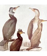 Cormorants And Gannet Birds Print Fuertes 1917 Color Plate Art DWX7C - $550.13 MXN