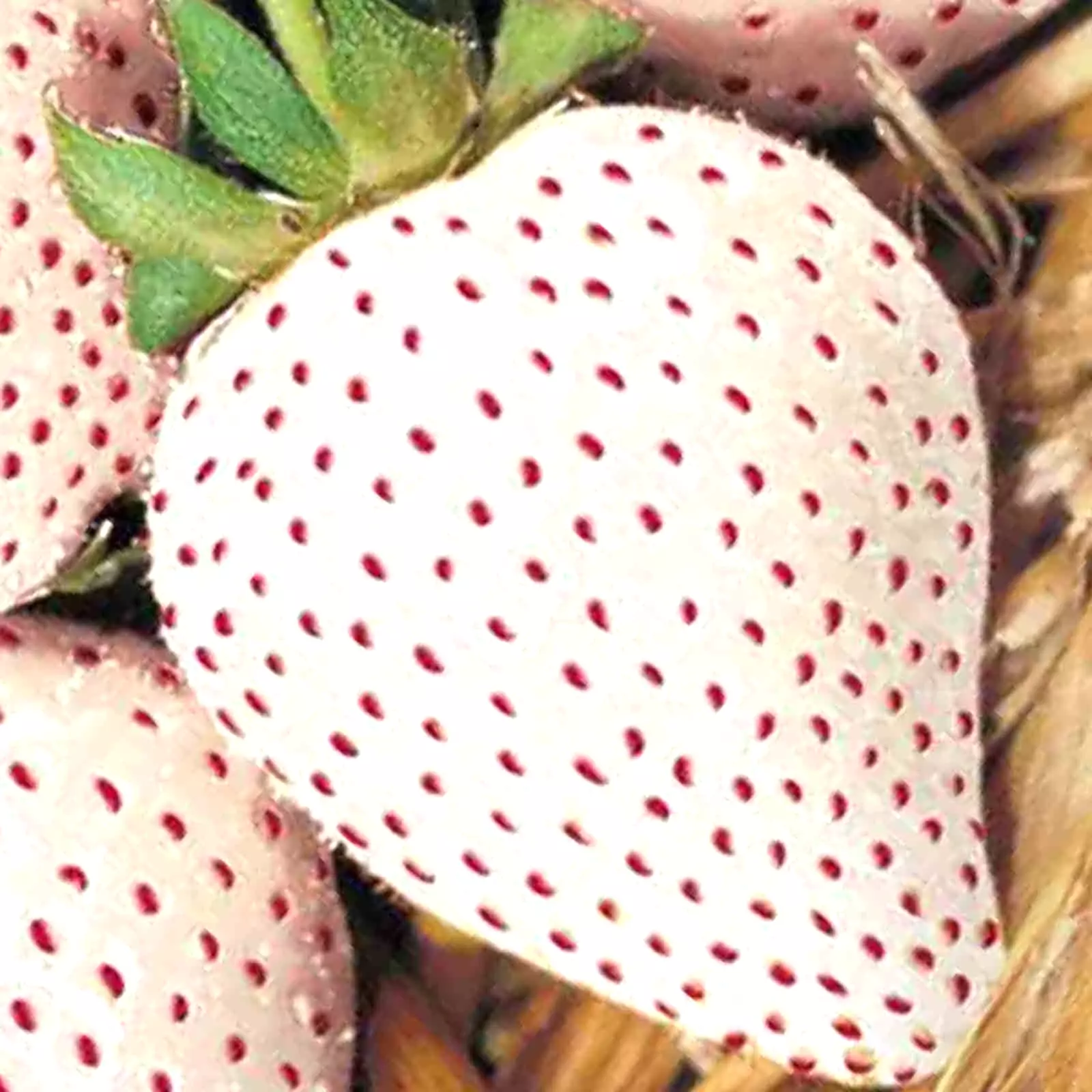 RAFH 200 Seeds White Wonder Strawberry Spring Perennia Fruit Heirloom Seeds - £7.00 GBP