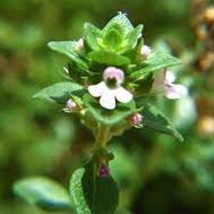 New Fresh USA Seller Spanish Lemon Thyme Thymus Baeticus Tomillo Limonero 25 See - $9.98