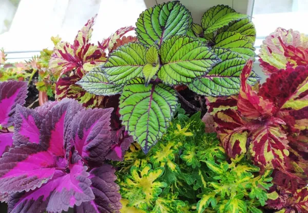 Coleus Rainbow Mix Seeds For Planting (50 Seeds) Easyt To Grow And Stunning Co F - £18.82 GBP