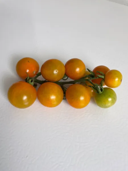 100+ Sungold Select Ll Tomato Seeds Heirloom Super Prolific Non Gmo Early Fresh  - £13.41 GBP