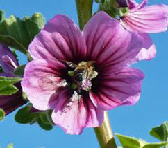 Rose Mallow, 25+ Seeds, Organic, Beautiful Bright Rose Flowers, Flower, Garden - £1.57 GBP