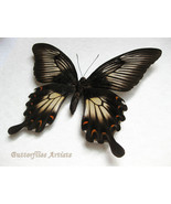 Papilio Ascalaphus FEMALE Giant Swallowtail Real Butterfly Entomology Sh... - $94.99
