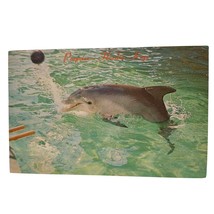 Postcard Porpoise Dolphin Florida Keys Ocean Mammal Chrome Posted - $6.98