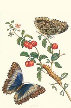 Barbados Cherry Tree with a Moth by Maria Sibylla Merian - Art Print - £17.57 GBP+