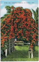 Postcard Flame Vine Pyrostegia Venusta Florida - $2.96