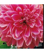 100 SEEDS GIANT DAHLIA DINNER PLATE FLOWER EXOTIC MIX HEIRLOOM SEEDS ENS... - $8.35