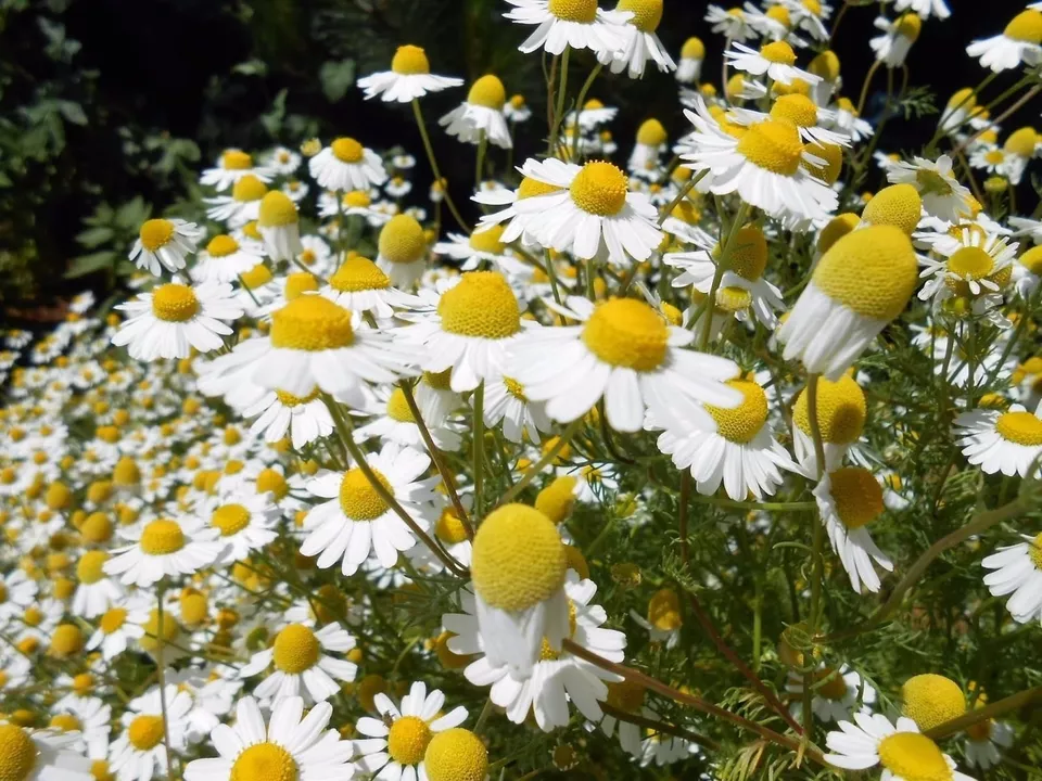 KingStore 3500 German Chamomile NonGmo Herbal Tea Scented Mayweed Planting Seeds - $9.55