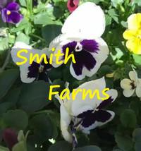 25 Seeds White Purple Pansy Flowers Johnny Jump Ups Garden Plants Fresh Seeds - £8.10 GBP