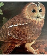 Tawny Owl Art Print Color Plate Birds Of Prey Vintage Nature 1979 DWT11A - $48.01 CAD