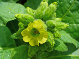 seeds 250 AZTEC TOBACCO Midewiwan Sacred Nicotiana Rustica Yellow Flower Herb Se - £21.17 GBP