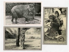 3 Zoological Gardens Postcards Cincinnati Indian Elephant Bengal Tiger Chimps - £17.17 GBP