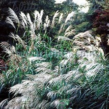 HS Chinese Silver Grass Early Hybrids (Miscanthus) 25 seeds   - £4.75 GBP
