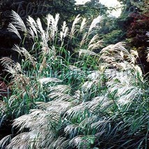 HS Chinese Silver Grass Early Hybrids (Miscanthus) 25 seeds   - $6.06