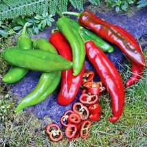 100 Seeds Anaheim Chili Pepper Non-GMO Organic N.Mexico Garden/Patio Containers - £12.94 GBP
