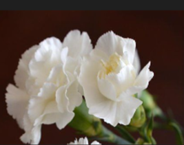  White Carnation 50 Seeds - £7.86 GBP