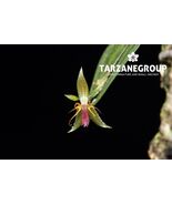LEPANTHES HEXAPUS MINIATURE ORCHID MOUNTED - $65.00