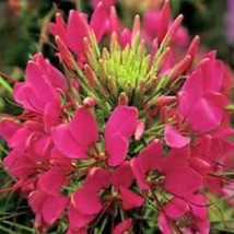 50 Giant Rose Queen Cleome Spider Flower Seeds Fresh USA Fast Shipping - Perfect - $18.99