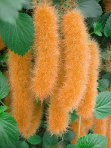 PWO Fresh 100Pcs Hybrid F2 Chenille Plant (Acalypha Pendula) Seeds Orange Color  - £3.40 GBP