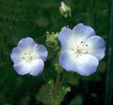 Thjar 75+ Nemophila Baby Blue Eyes Annual Flower Seeds - $6.99