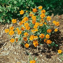 Zinnia Star Orange Flower Plant Seeds 250 Seeds Fresh USA Fast Shipping - Perfec - $18.99