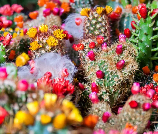 Cactus Mix Cacti 200 Bulk Seeds Fresh Seeds - $39.98