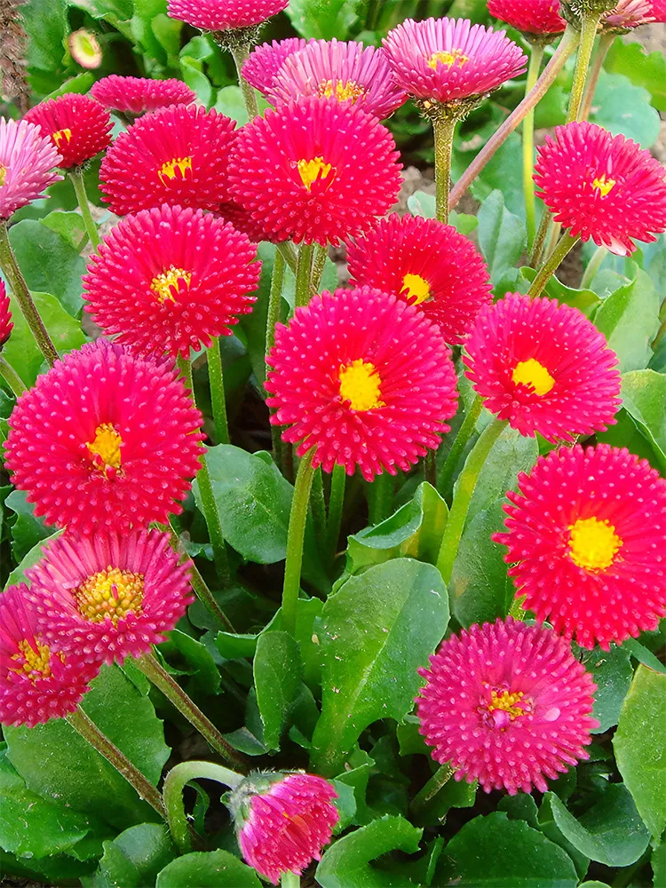 500 Red Mid Dual Daisy Seeds - £7.87 GBP