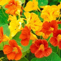 30 Ct Nasturtium Dwarf Jewel Mix Tropaeolum Edible Annual Flower Seeds - $19.85