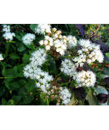 SHIPPED FROM US 100 Joe Pye Weed  Eupatorium Maculatum Mix Flower Seeds,... - £15.14 GBP