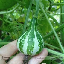 Miniature Tennessee Dancing Spinner Gourd Cucurbita Pepo Seeds 10 Seeds - $151.40 MXN