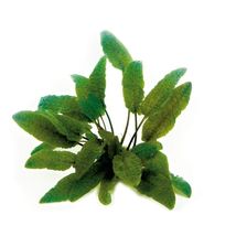 Live Aquatic Plants Cryptocoryne Wendtii Tropica Pot Crypt Fresh - £23.59 GBP