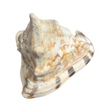 Large King Queen Helmet Striped Conch Shell Seashell 7&quot; Beach Decor Naut... - $28.05