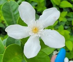 Wrightia antidysenterica Asian Snow Jasmine Starter Live Plant 2&quot; tall - $22.98