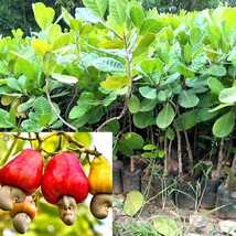 Cashew Nut Grafted Apple Kaju Plant (1 Healthy Live grafted Plant - £19.98 GBP