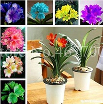 100 pcs Mixed 8 Types of Clivia Seeds Indoor Ornamental Clivia Flowers Potted Pl - £40.13 GBP