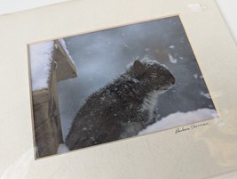 BARBARA SHERMAN PHOTOGRAPHY, Signed &amp; Matted Squirrel Photograph, about ... - £13.86 GBP