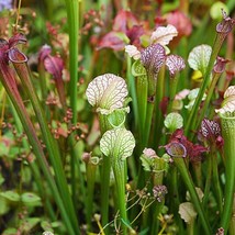 Pitcher Plant Sarracenia New 15 Seeds Gardening USA Shipping - £8.05 GBP