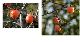 20 Common Persimmon Diospyros virginian Fruit Tree Seeds FREE SHIP - £28.67 GBP