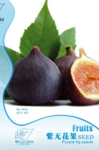  SEED Giant Purple Ficus carica Fig Shrubs Seeds 6pcs - £3.16 GBP