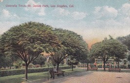 Umbrella Tree St. James Park Los Angeles California CA Postcard  - £2.29 GBP