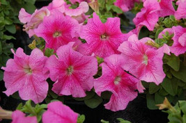 New Fresh Seeds 50 Limbo Rose Petunia Seeds USA Seller - $26.50